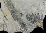 Fossil Fern (Sphenopteris & Lycopodites) Plate - Kentucky #136785-1